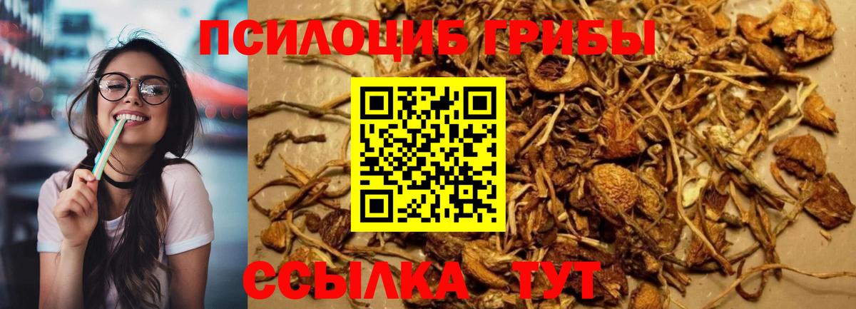 Псилоцибиновые грибы Cubensis  Псилоцибиновые грибы Magic Shrooms  как найти   Вход с VPN  Ртищево 
